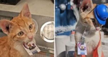 القط البرتقالى يتولى منصب مدير الدعم العاطفى في شركة مكسيكية مع مزايا رسمية جديدة