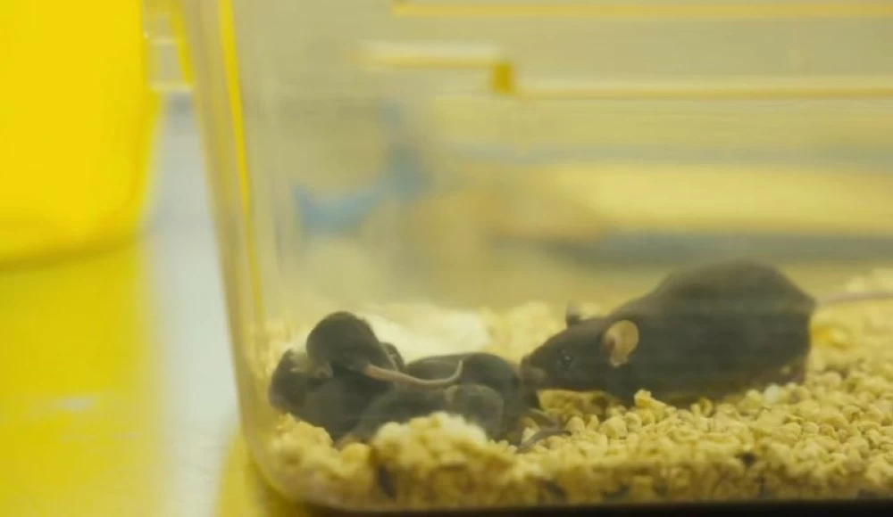 «هدية من المدار» فأرة عائدة من الفضاء تقود العلماء نحو اكتشافات ثورية وتفتح آفاقاً غير مسبوقة في عالم الأبحاث