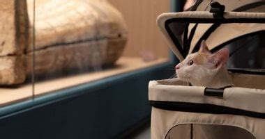 الدراسات تكشف أسرار أقدم قطة منزلية في الصين وتروي قصتها المدهشة