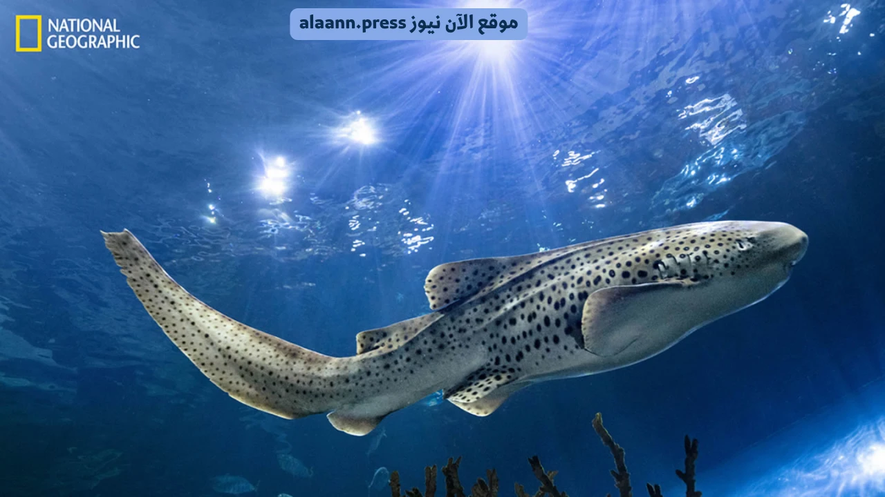 اكتشف أسرار الكون وزد معرفتك بتردد قناة ناشيونال جيوغرافيك 2025 أبو ظبي HD على مختلف الأقمار الصناعية