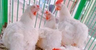 أسعار الدواجن في كفر الشيخ الأحد 22 مارس 2026 تصل إلى 100 جنيه للكيلو