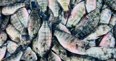 «أسعار السمك تتصدر المشهد بكفر الشيخ» البلطي بسعر 70 جنيه يوم الأحد 22 مارس 2026