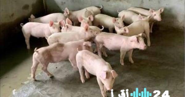 «أسعار لحم الخنزير اليوم تتفاوت بشكل ملحوظ» 23 مارس 2026 في ظل التقلبات الاقتصادية