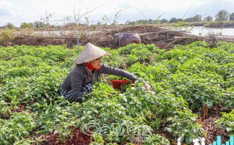 تحويل النباتات البرية إلى مصدر دخل بملايين الدونغ