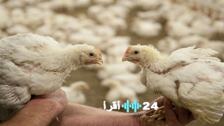 «نبض السوق» بورصة الدواجن والأسواق ترصد حركة أسعار الفراخ البيضاء الاثنين 23 مارس 2026