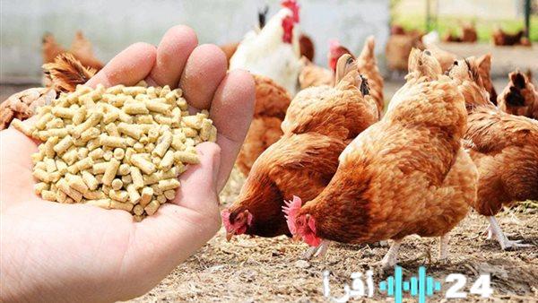 استقرار أسعار الأعلاف في أسواق أسوان خلال يوم الأحد 8 فبراير 2026