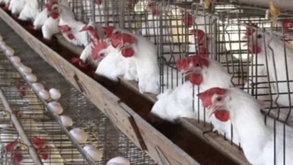 سعر الفراخ البيضاء في الأسواق المصرية اليوم السبت 21 مارس 2026