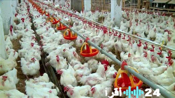 أسعار الدواجن البيضاء تتأرجح اليوم في الأسواق المحلية
