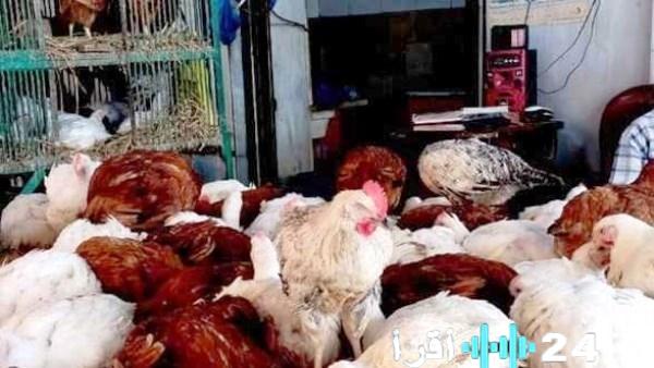أسعار الدواجن في أسوان ليوم الإثنين 23 مارس 2026