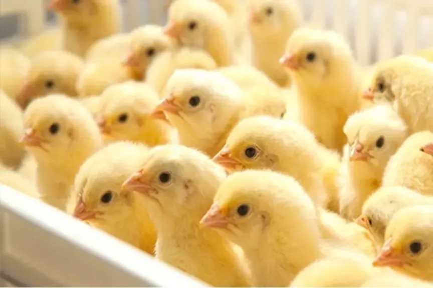 سعر الكتكوت الأبيض في مصر اليوم الخميس 19 مارس 2026 قبل الشراء