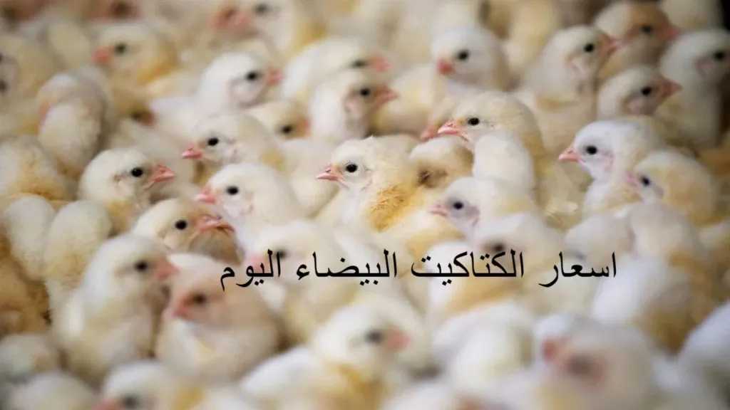 سعر الكتكوت الأبيض في بورصة الدواجن اليوم الأحد 22 مارس 2026