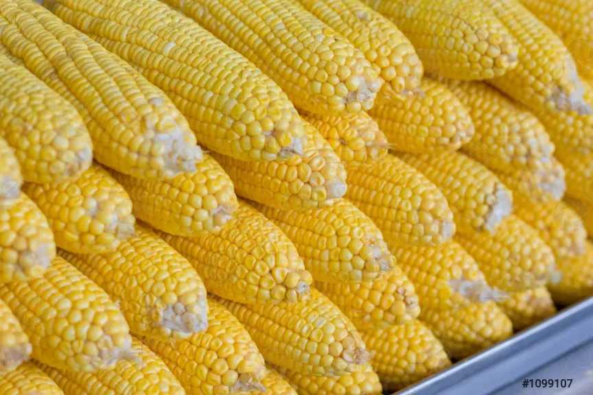 أسعار الذرة تشهد تقلبات مفاجئة عالميًا اليوم الاثنين 23 مارس 2026 وتأثير الأزمة على مصر يتصدر المشهد