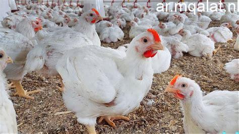 أسعار الدواجن في أسواق ومحلات الأقصر اليوم الأحد 22 مارس 2026