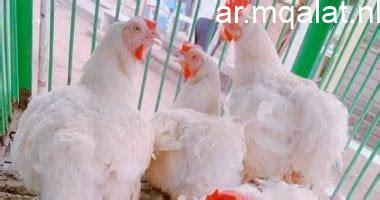أسعار الدواجن في كفر الشيخ تتصدر الأخبار مع انخفاض كيلو الفراخ إلى 100 جنيه الأحد 22 مارس 2026