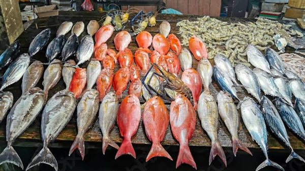 أسعار السمك في مصر مساء السبت 21 مارس 2026 تتراجع مع تذبذب سوق الأسماك
