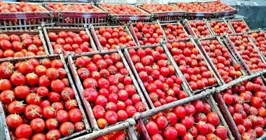 أسعار الخضروات والفواكه في الغربية اليوم تصل إلى 45 جنيهاً للكيلو من الطماطم