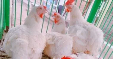 أسعار الدواجن في أسواق مطروح تصل إلى 230 جنيهاً للكيلو من البانيه اليوم