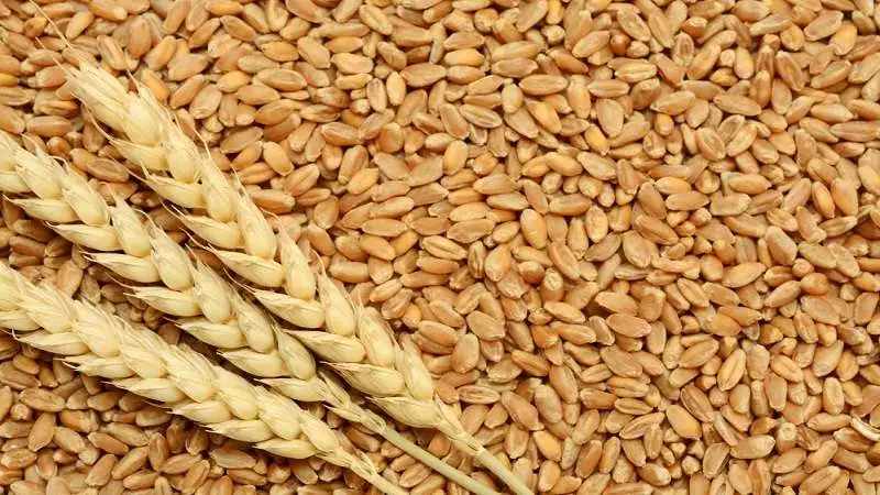 «تراجع غير متوقع في أسعار القمح العالمية قبيل عطلة نهاية الأسبوع»