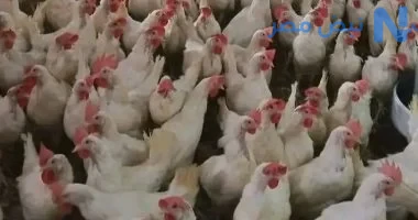 أسعار الفراخ البيضاء والساسو والبيض اليوم الجمعة 22 مايو 2026 تشهد تراجعاً جديداً بالأسواق