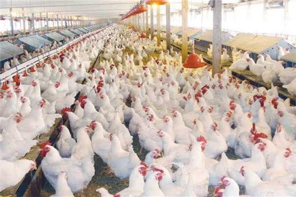 أسعار الفراخ اليوم الثلاثاء 19 مايو 2026 في البورصة والأسواق