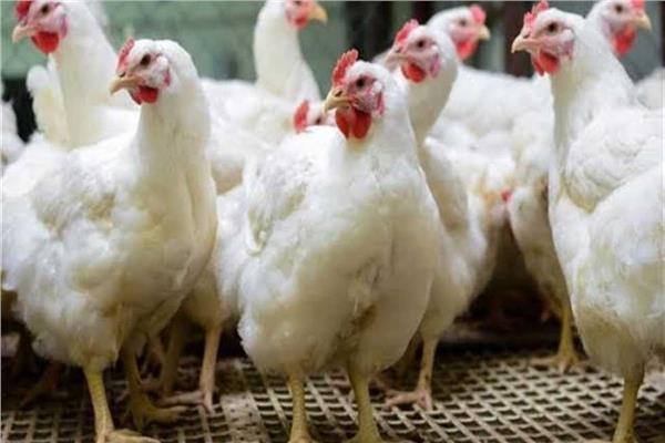 أسعار الفراخ اليوم الجمعة 22 مايو 2026 في البورصة والأسواق المصرية