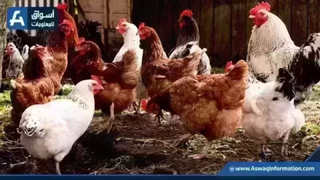أسعار الفراخ البيضاء والدواجن اليوم الخميس بالمزرعة