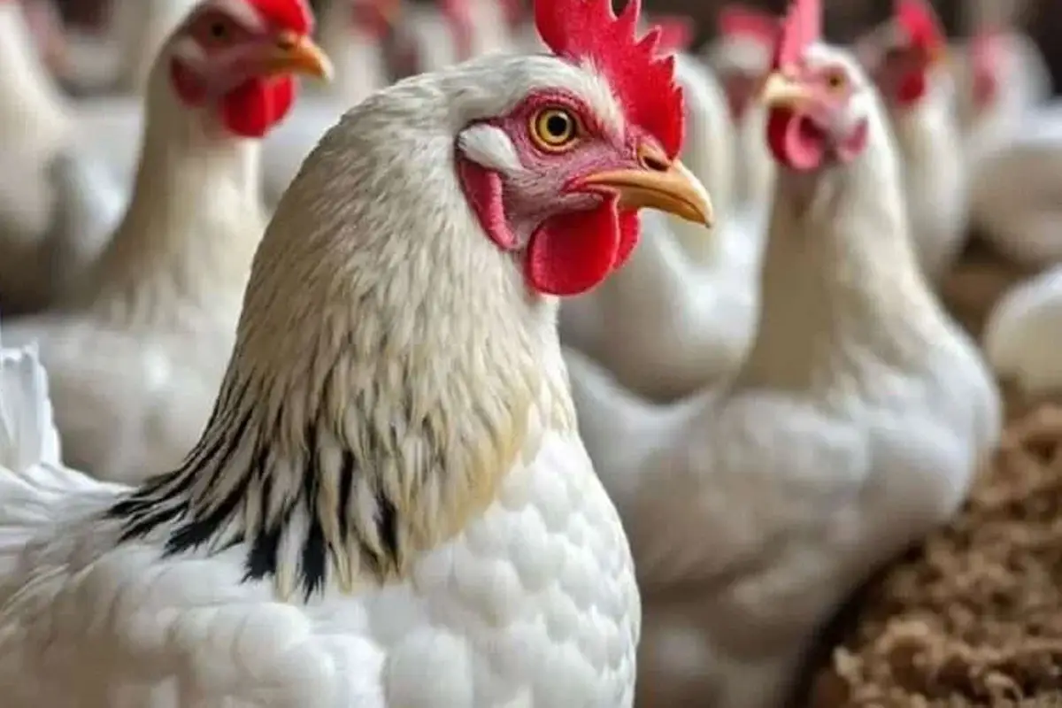 أسعار الفراخ اليوم الجمعة 22 مايو في بورصة الدواجن والأسواق