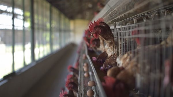 تحديث أسعار الدواجن والبيض اليوم الجمعة 22 مايو في الأسواق