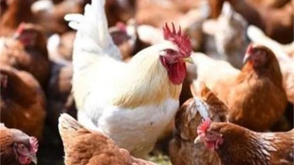 أسعار الدواجن والبيض اليوم الثلاثاء 19 – 5
