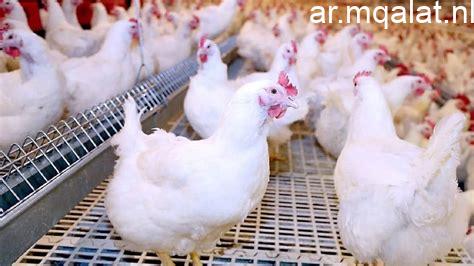 أسعار الفراخ البيضاء اليوم الجمعة 22 مايو 2026 في المنوفية