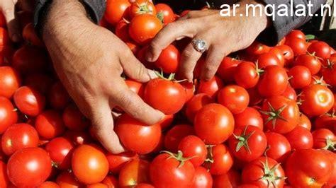 وزارة التموين تطرح الطماطم بـ 30 جنيها للكيلو بمنافذ المجمعات الاستهلاكية