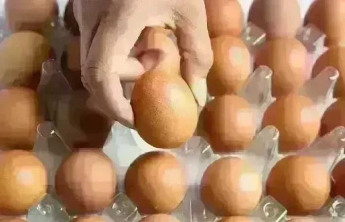 سعر كرتونة البيض في بورصة الدواجن وللمستهلك اليوم الأربعاء 20 مايو 2026