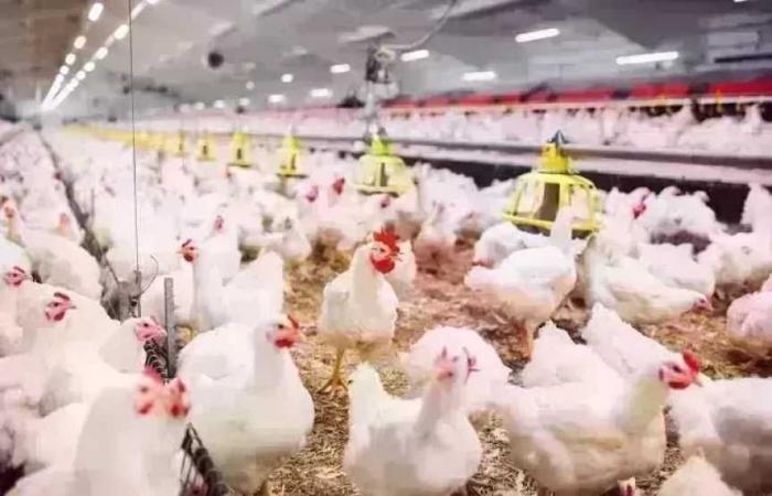 أسعار الدواجن اليوم الأربعاء 20 مايو 2026.. الفراخ البيضاء بكام؟
