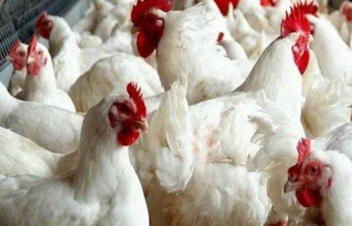 انخفاض أسعار الفراخ البيضاء والبيض اليوم الجمعة 22 مايو 2026