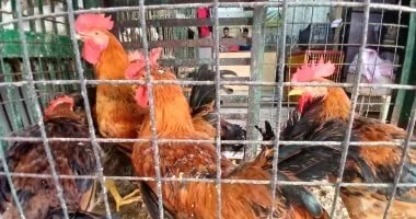 أسعار الدواجن اليوم الخميس 21 مايو في بورصة الأقصر