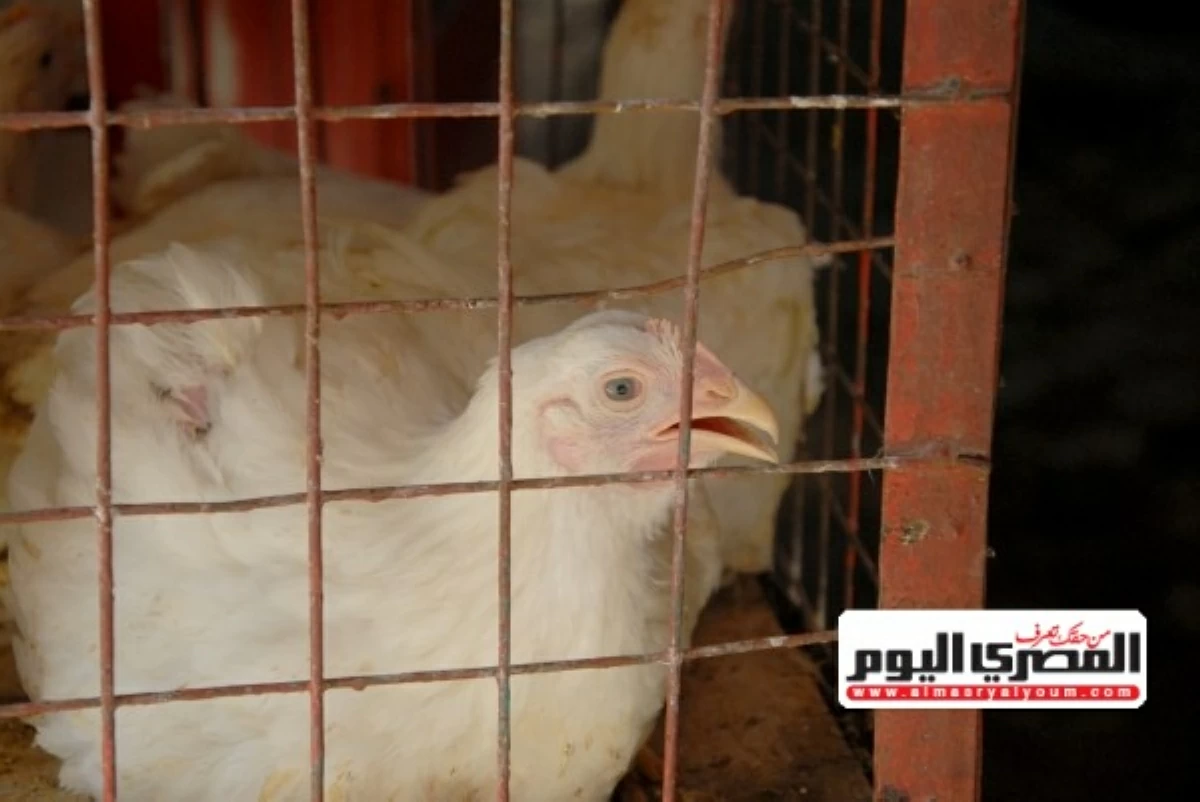ارتفاع الكيلو.. أسعار الفراخ اليوم الثلاثاء 19 مايو 2026 في بورصة الدواجن