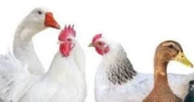 ارتفاع جديد في أسعار بورصة الدواجن بالأقصر خلال تعاملات يوم الأربعاء