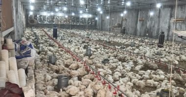تعرف على أسعار الدواجن واللحوم والأسماك اليوم بأسواق سوهاج