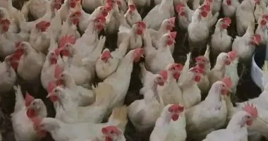 تغيرات في بورصة أسعار الدواجن داخل الأقصر خلال تعاملات يوم الثلاثاء 19 مايو