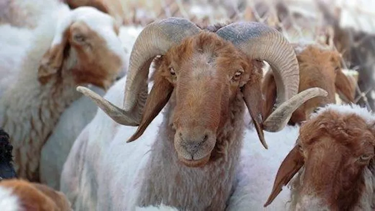 رحلة صعود أسعار الأضاحي من 15 إلى 200 جنيه خلال 21 عاما