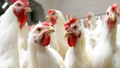 سعر الفراخ البيضاء للمستهلك اليوم السبت 30 مايو 2026 في الأسواق والمزارع.. بورصة الدواجن الآن