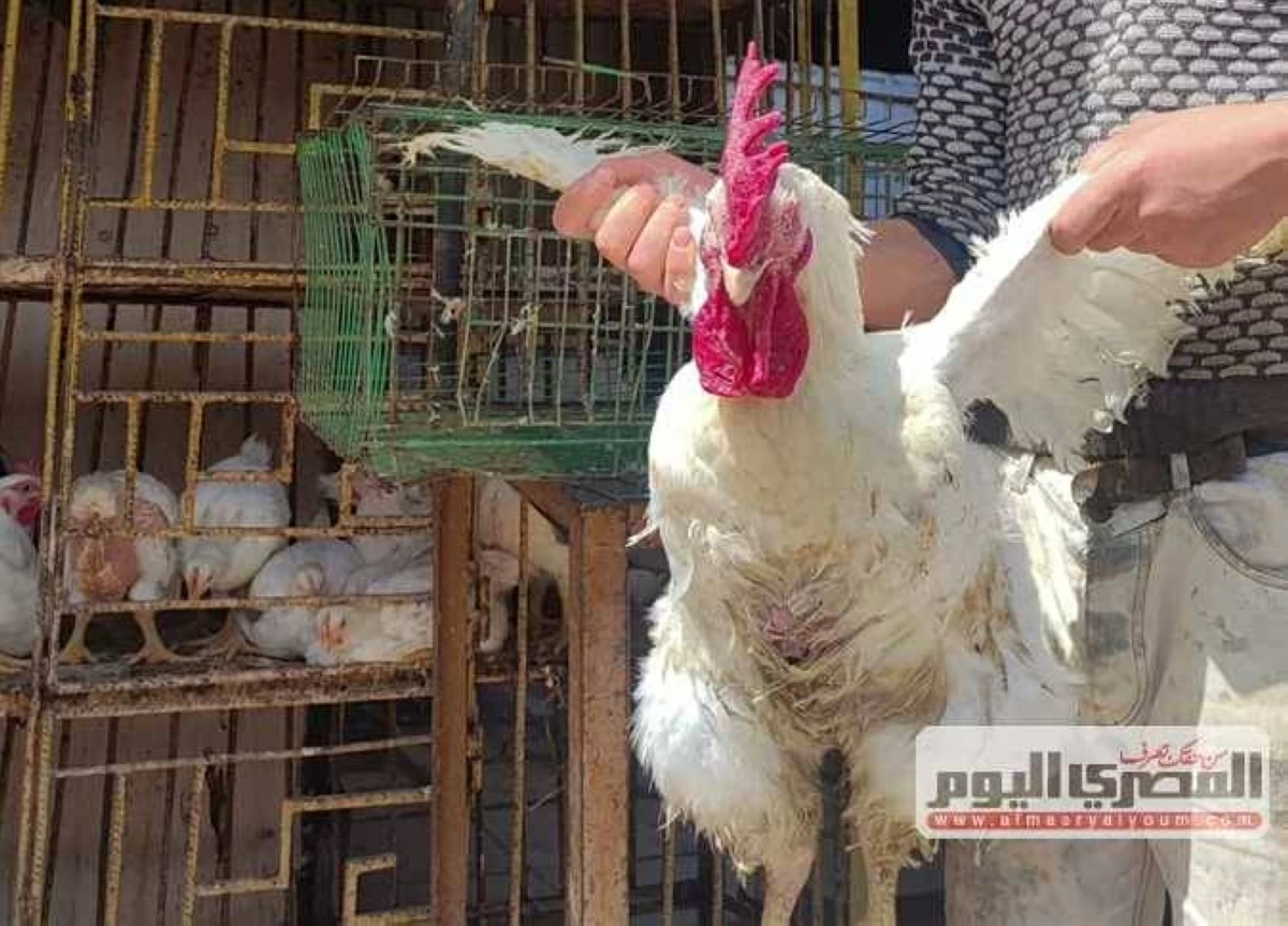 سعر كيلو الفراخ البيضاء بعد الارتفاع .. أسعار الدواجن اليوم الإثنين 18-5-2026 بالأسواق
