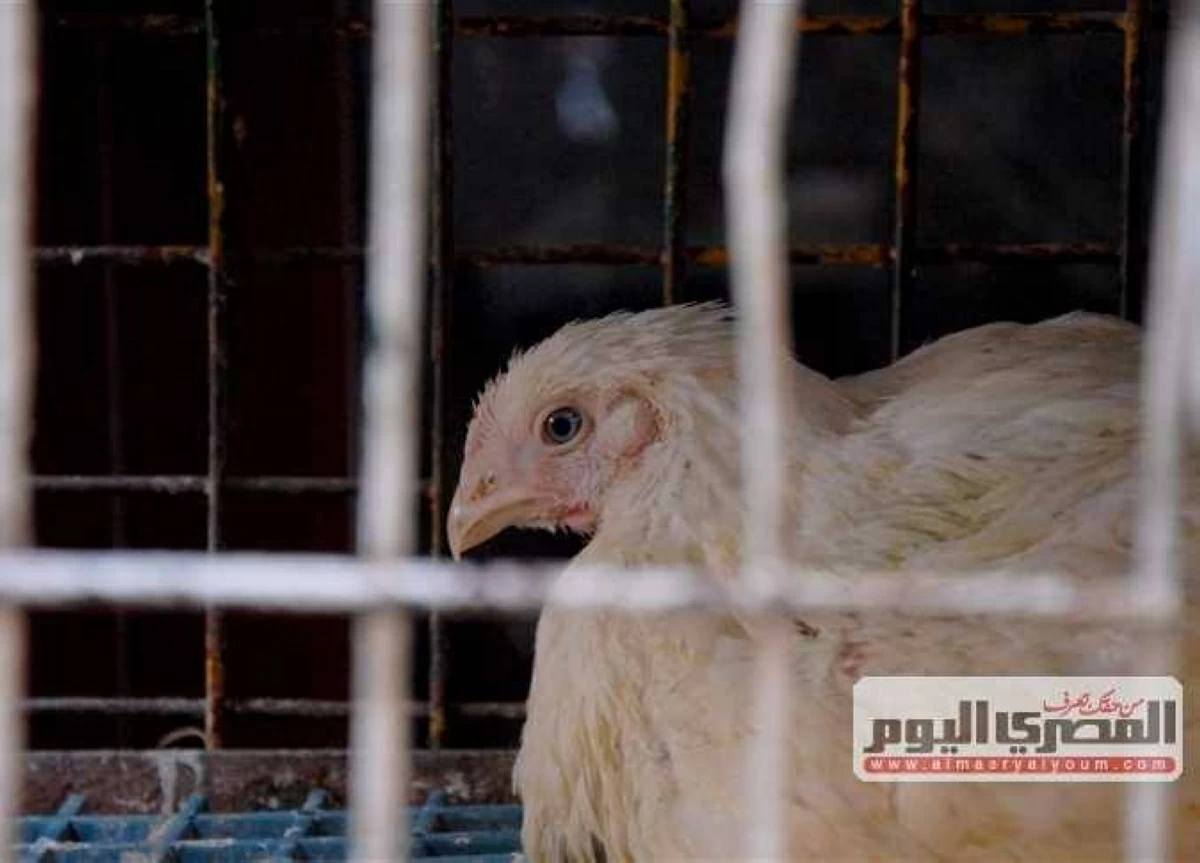 سعر كيلو الفراخ البيضاء بعد الارتفاع الجديد.. أسعار الدواجن اليوم الأربعاء 20-5-2026 بالأسواق