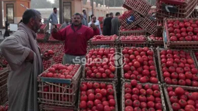 طرح الطماطم بأسعار مخفضة في المجمعات الاستهلاكية.. التفاصيل الكاملة