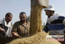 طن الشعير الآن.. أسعار الأرز «رفيع وعريض الحبة» بأسواق الشرقية اليوم الإثنين 18-5-2026