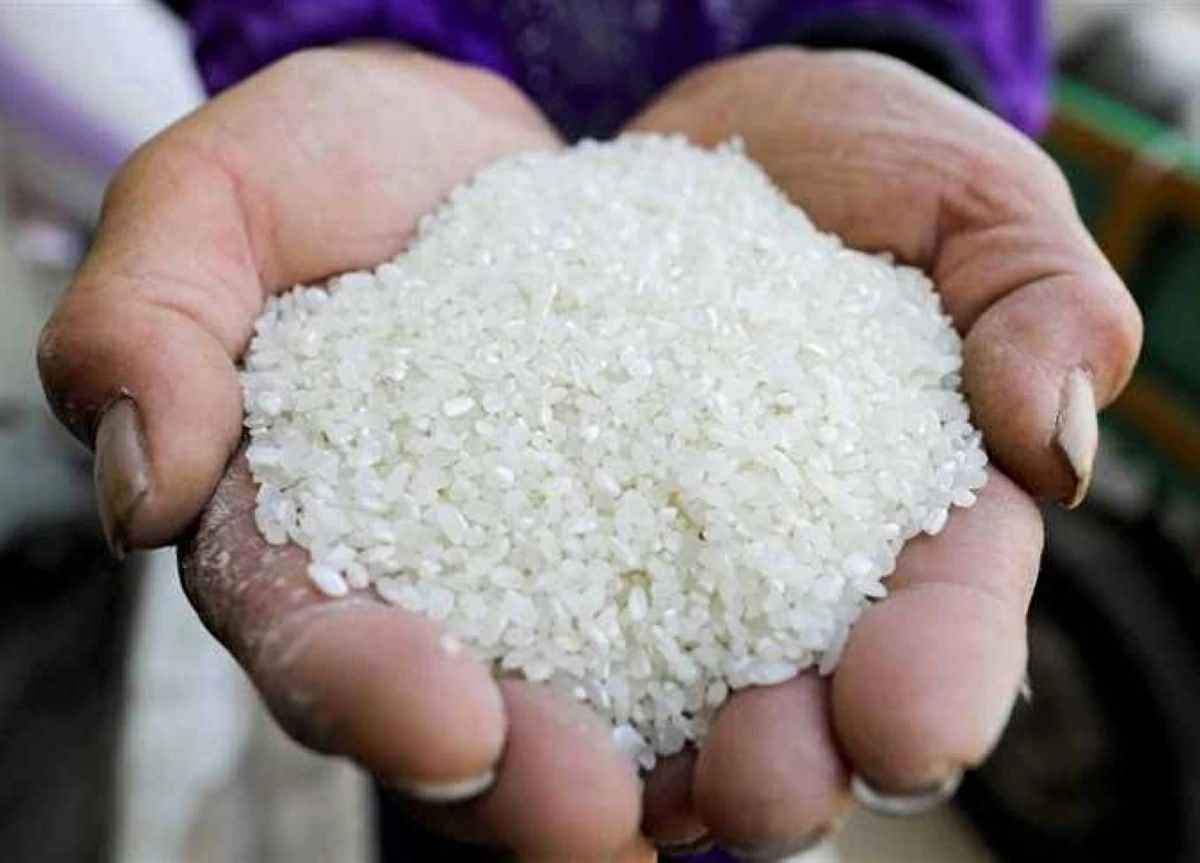 طن الشعير اليوم.. سعر الأرز «رفيع وعريض الحبة» بأسواق الشرقية السبت 30-5-2026