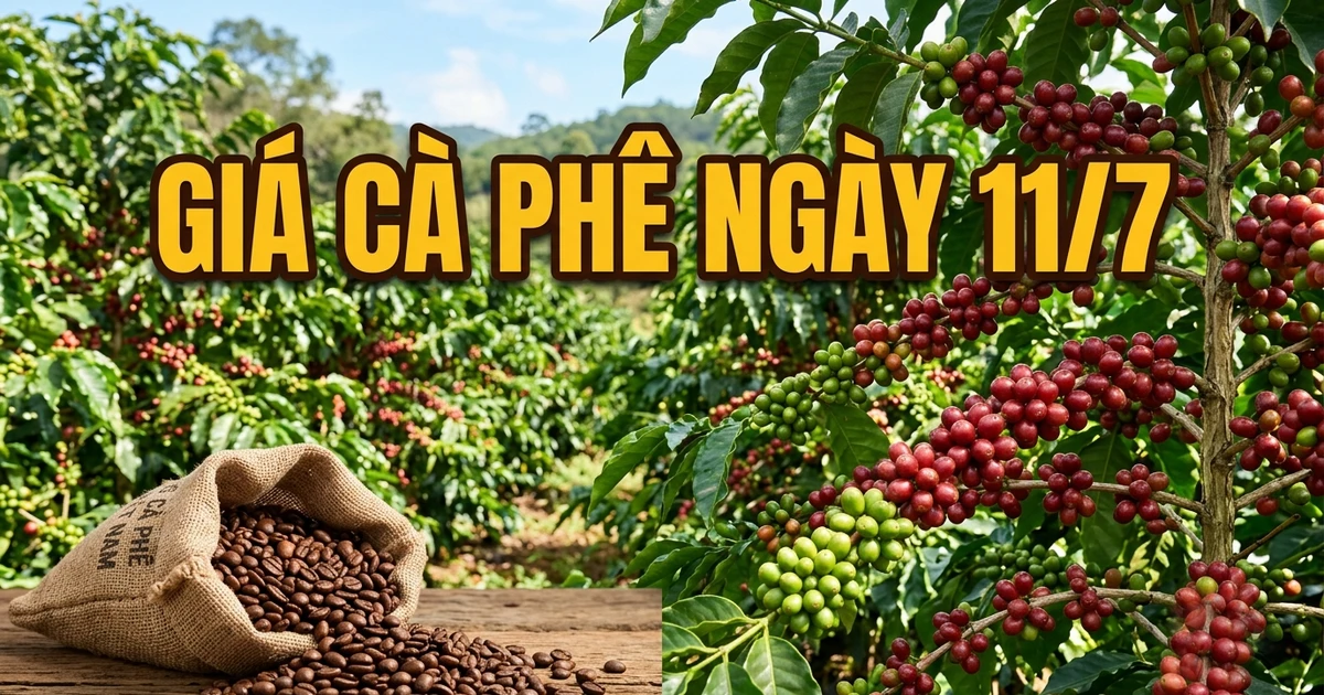 أسعار البن في 11 يوليو تتعافى وسط ضغوط واسعة على العرض