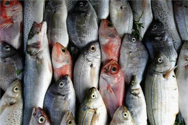 أسعار الأسماك تتغير اليوم السبت 25 يوليو