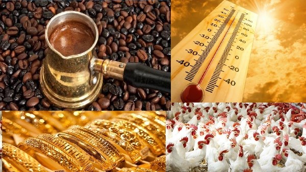 توقعات بارتفاع أسعار الذهب وأحدث أسعار الدواجن وفوائد القهوة ومفاجأة في حالة الطقس