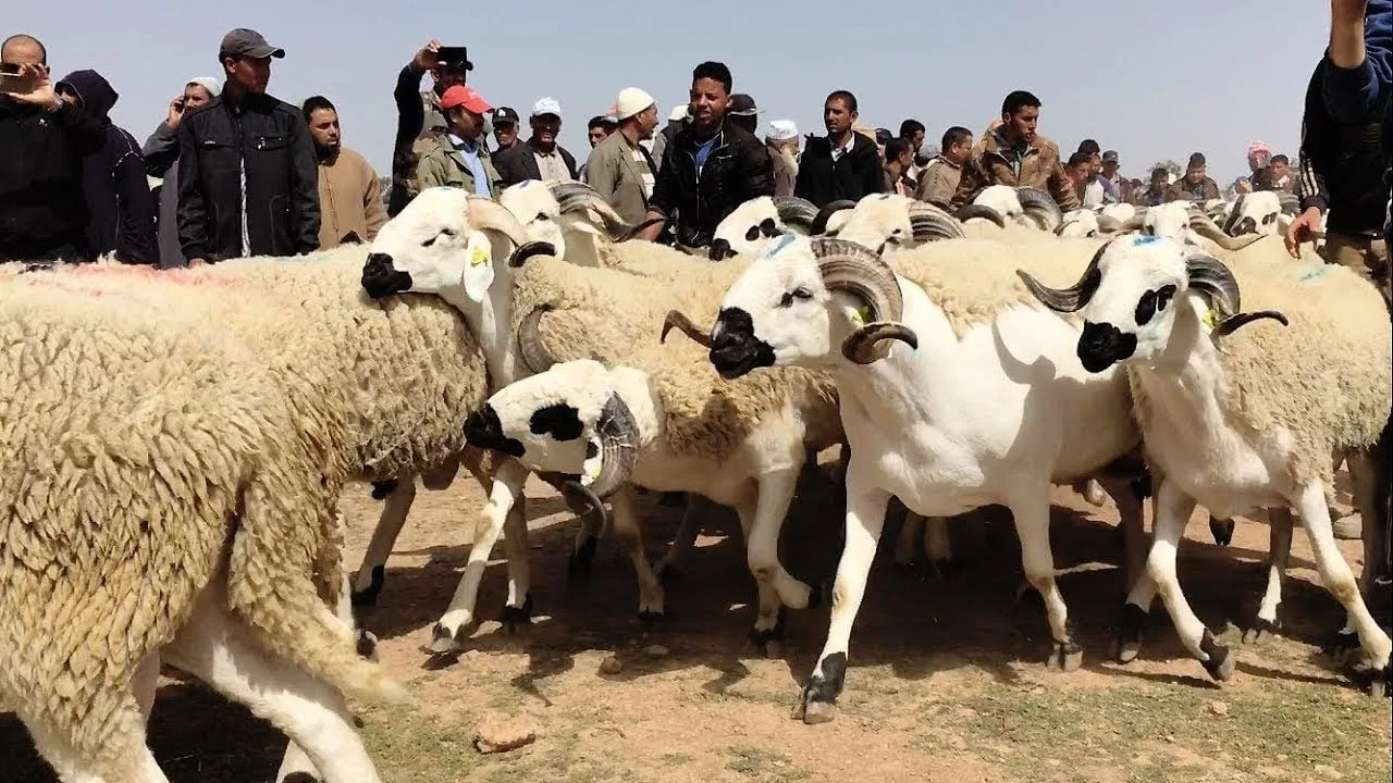 سطوة الشناقة وغياب الشفافية في الأسواق يلتهمان القدرة الشرائية للمواطنين ويؤججان أزمة الغلاء المعيشي